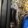 Blue Tongue Skink For Sale