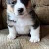 AKC Pembroke Welsh Corgi