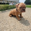 For sale American Bully Pup's