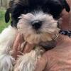 Biewer Terrier