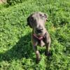 Beautiful 4 month old dane puppy- female