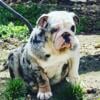 Female  English bulldog