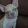 French bulldog puppy