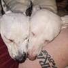 Free pups and a few 8months to good home