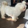 Beautiful 1yr old female Maltese