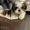 Small shih tzu puppies for rehoming