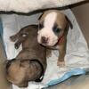 2 Bully Pups Available Sept 1,2026