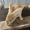 Fawn Flemish Giant Bucks $120