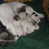 Shorty Jack Russell puppies. Registered NKC.