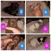 AKC Long Coat Chihuahua Puppys!!