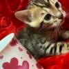 Bengal Kittens- males and females!