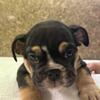 AKC BULLDOG PUPPIES