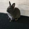 Seal netherland dwarf doe- partial pedigree 