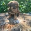 Mini brown and tan dachshund