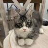 Maine Coon female ready now. 
