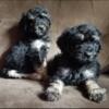 Fullblood Hypoallergenic Smaller standard poodle puppies