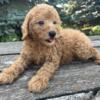 Male Cockapoo puppies available now