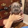 AKC French bulldog Blue male puppies