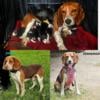 AKC registered champion bloodline beagles ready for new homes 12/8/24!