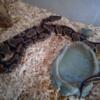 3 year old male ball python