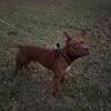 1.5 year old APBT needs home
