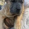Cane Corso Puppies
