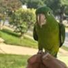 Sweet tame Mexican Green Conure Female 8 months Old