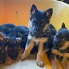 German Shepherd Puppies