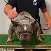 Tri Merle Stud ! STUD SERVICE