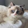 Ragdoll Beauty