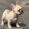 chocolate fawn female French bulldog for sale. 