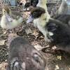 Muscovy ducklings