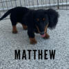  Dachshund mini's $400~765-597-2340