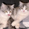 Ragdoll, Scottish Folds & Persians adorable, loving and playful. Kittens that will melt your heart.