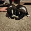 German Shepard and pitbull pups