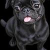 Blk pug puppy