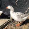 Handsome Gander for Pet Only