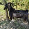 XL Alpine goat buck, proven breeder, biosecure