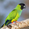 NANDAY CONURE MALE IN JAX FL