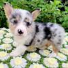 Only two left American Corgi puppies