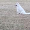 White German shepherd female