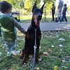 Fully Trained 12 month old Euro Doberman female