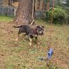 Registered 1 year old Tri MALE  American pocket bully  available for stud