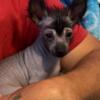 Hairless Chihuahua female 4lbs 8 months  super sweet