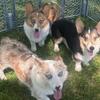 Corgi pups younger adults