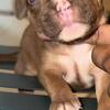 American bully