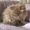 Cfa chocolate Persian female
