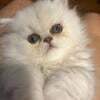 CFA Shaded Silver Persian Kittens and Silver Chinchilla Kittens