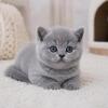 British Shorthair Kittens  Chicago Ready To Go Home
