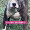 Abkc brindle female